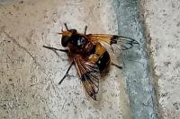 Volucella inflata