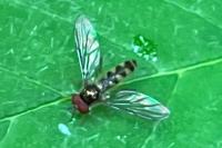 Meliscaeva auricollis