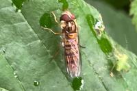 Episyrphus balteatus