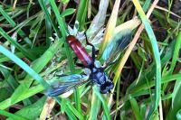 Cylindromyia bicolor