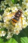 Volucella zonaria