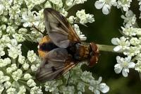 Ectophasia crassipennis