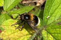 Volucella bombylans