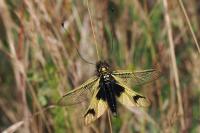 Libelloides longicornis