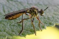 Dioctria hyalipennis