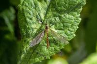 Nephrotoma flavescens