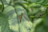 Nephrotoma flavescens