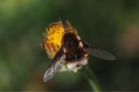 Bombylius cruciatus