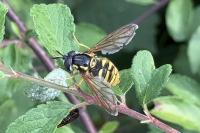 Chrysotoxum cautum