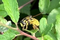 Chrysotoxum cautum
