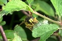 Chrysotoxum cautum