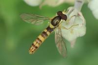 Sphaerophoria scripta