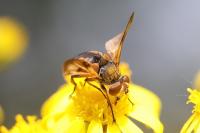 Ectophasia crassipennis