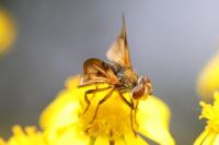 Ectophasia crassipennis