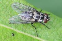 Limnophora tigrina
