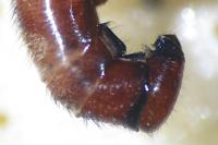 Sicus ferrugineus
