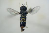 Paragus quadrifasciatus