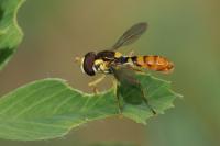 Sphaerophoria rueppellii