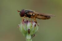 Melanostoma mellinum