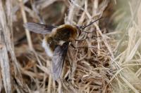 Bombylius cruciatus