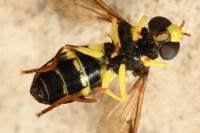 Philhelius pedissequus