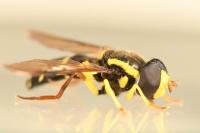 Philhelius pedissequus