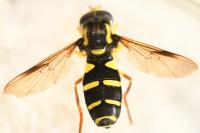 Philhelius pedissequus