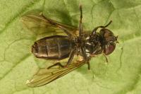 Cheilosia