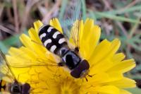 Scaeva pyrastri