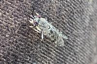 Haematopota pluvialis