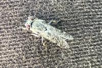 Haematopota pluvialis