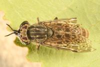 Haematopota pluvialis