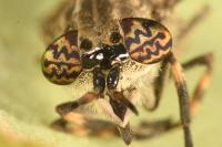 Haematopota pluvialis