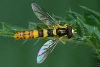 Sphaerophoria scripta