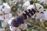 Scaeva pyrastri