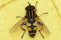 Helophilus pendulus