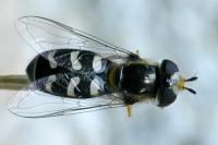 Scaeva pyrastri