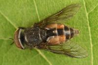 Hybomitra