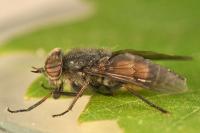 Hybomitra