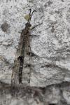 Distoleon tetragrammicus