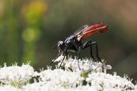 Cylindromyia bicolor