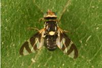 Urophora quadrifasciata