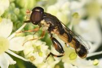 Syritta pipiens
