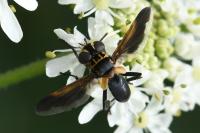 Trichopoda pictipennis