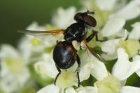 Cistogaster globosa