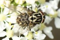 Graphomya maculata