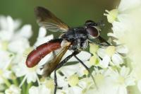 Cylindromyia bicolor
