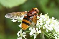 Volucella zonaria