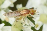 Meromyza