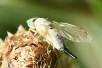Acanthiophilus helianthi
